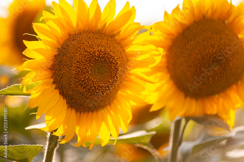 Sunflowers close image in sunset warm light