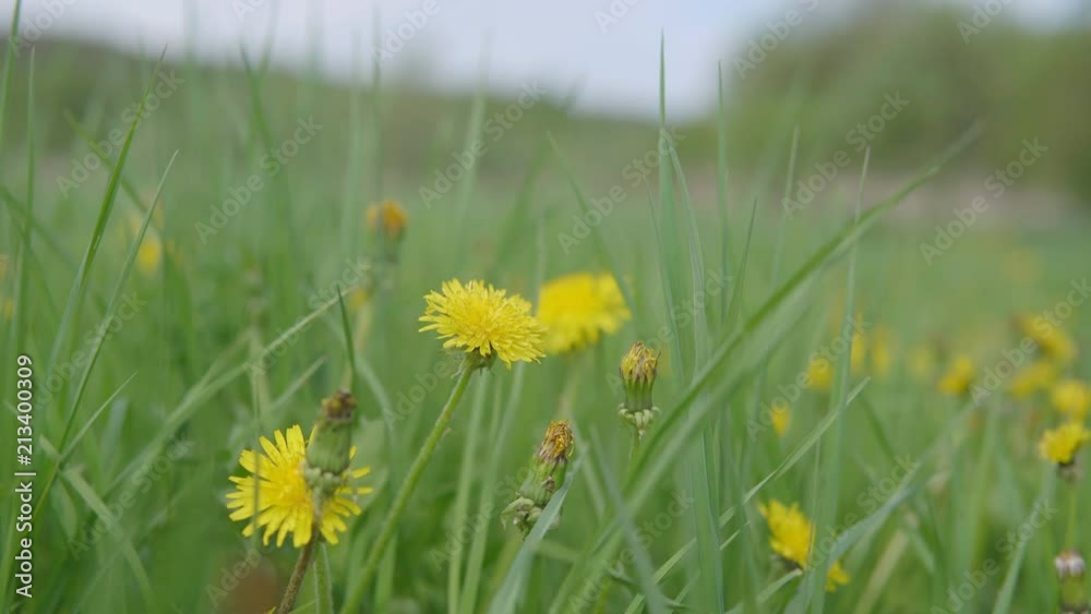 Beautiful dandelions in a field against the background of a clear sky. Beautiful dandelions in a field against the background of a clear sky.