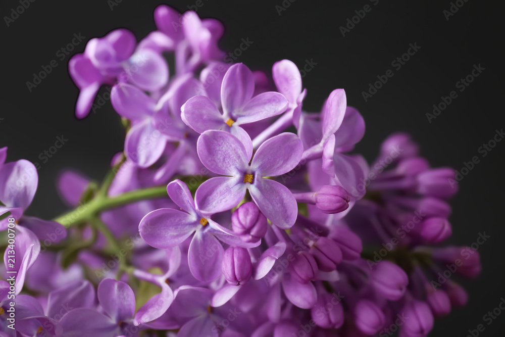 Beautiful blossoming lilac on dark background. Spring flowers