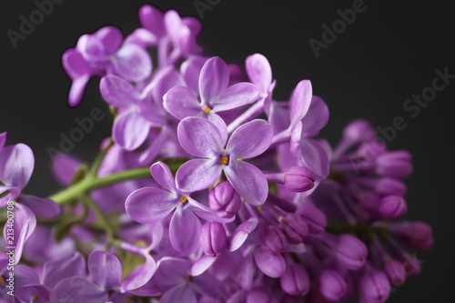 Beautiful blossoming lilac on dark background. Spring flowers © New Africa