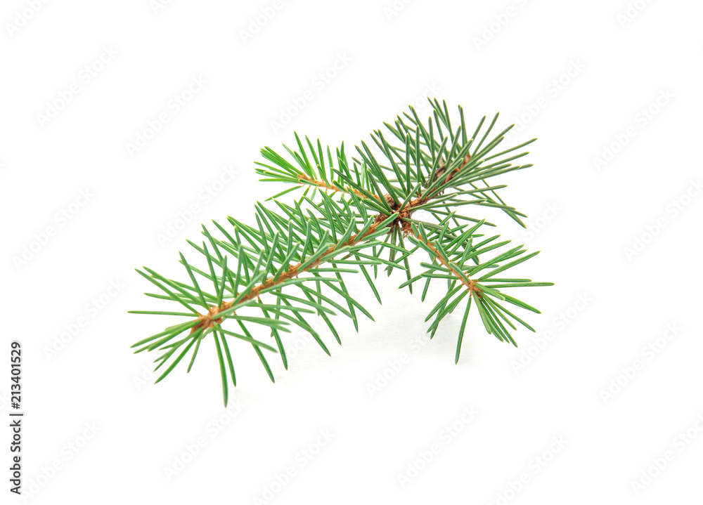 Branch of Christmas tree on white background Branch of Christmas tree on white background