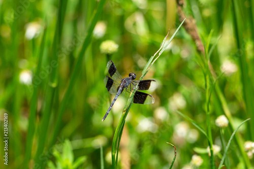 Band-winged dragonlet dragonfly (Erythrodiplax umbrata), male - Wolf Lake Park, Davie, Florida, USA photo