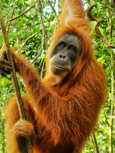 Female Sumatran orangutan sitting in a tree in Gunung Leuser National Park, Sumatra, Indonesia