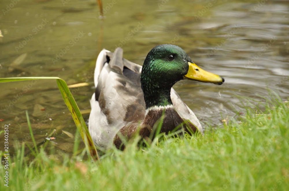 Fototapeta premium i am a star