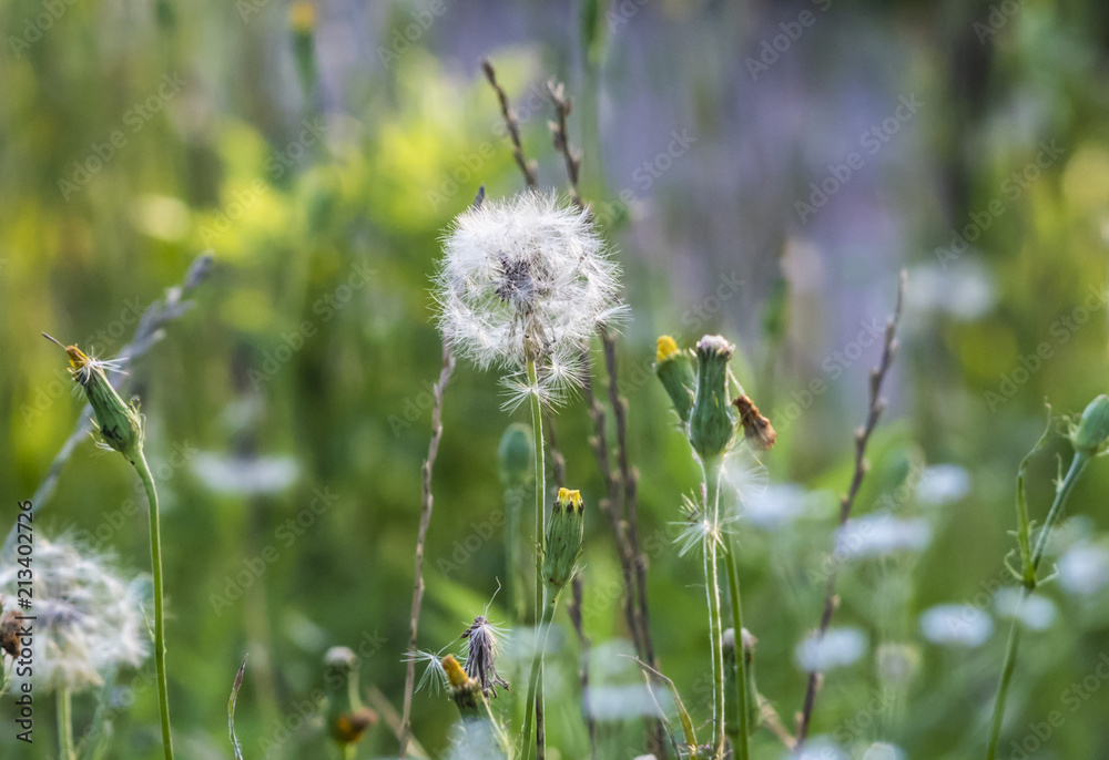 Dandelion, Taraxacum officinale, & other weeds Dandelion, Taraxacum officinale, & other weeds