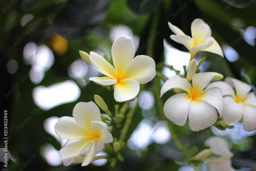 Obraz premium Plumeria