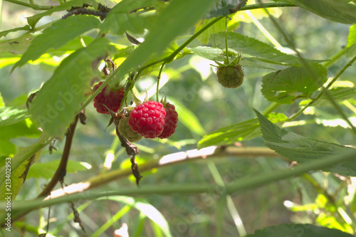 Red raspberry fruits, ripe and green on the same thin branch, hanging down. Delicies of forest