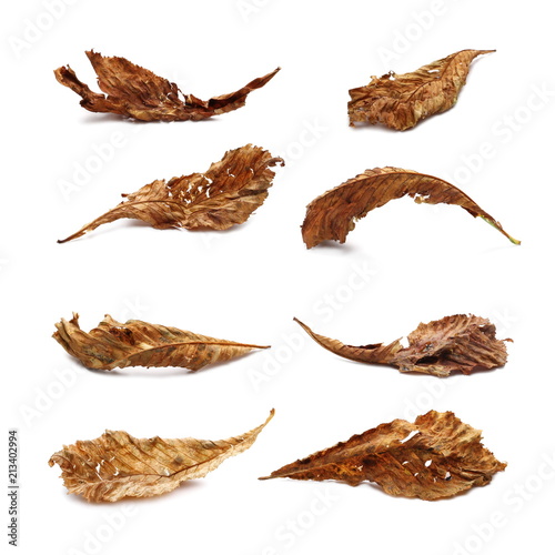 Set dry chestnut leaf isolated on white background
