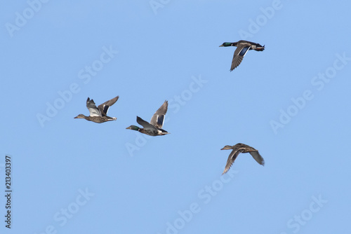 Mallard hens and and drakes in flight