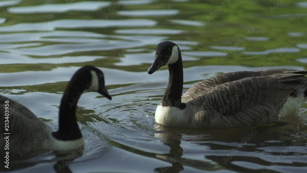 Slow motion shot of a pair of ducks in a calm lake at sunset. Reflections in the water. Slow motion shot of a pair of ducks in a calm lake at sunset. Reflections in the water.