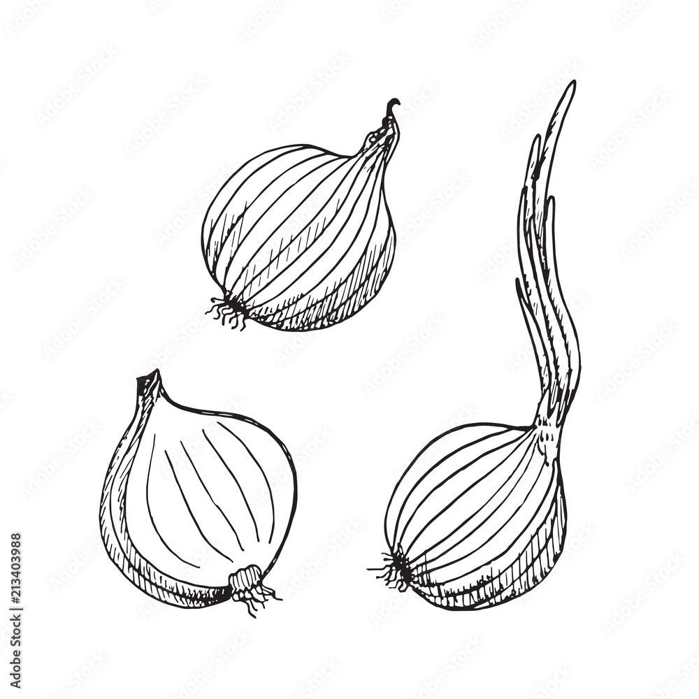 Green onion plant, onion and cut slice, and cut slice, hand drawn