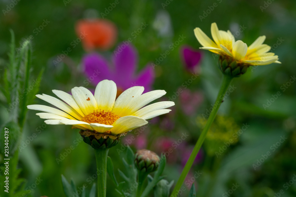 Obraz premium white and yellow