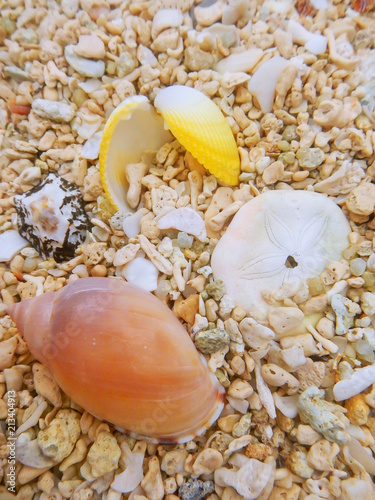 Small shells on the beach