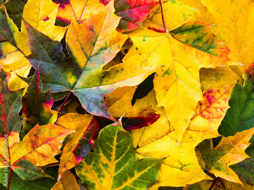 Colorful autumn leaves nature background