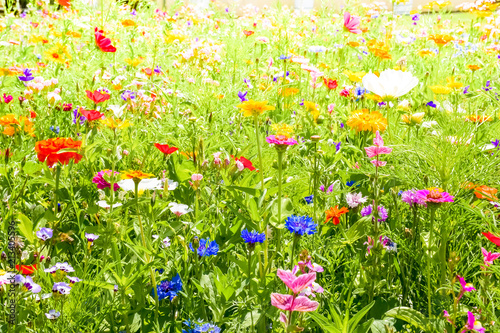Fototapeta Naklejka Na Ścianę i Meble -  Red poppies, blue cornflowers and colorful summer wild flowers in Europe, Czech