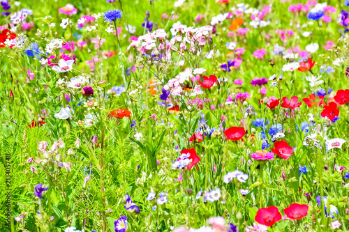 Red poppies, blue cornflowers and colorful summer wild flowers in Europe, Czech