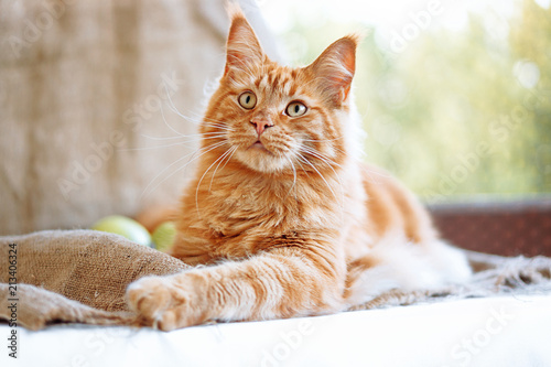 Foto Sunny portrait of cute red ginger Maine coon cat on the balcony in sunny summer