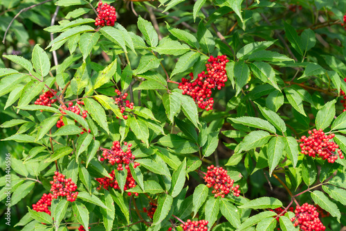 Sambucus racemosa, a species of elderberry known by the common names red elderberry and Red-berried Elder- closeup view on the branch in the garden