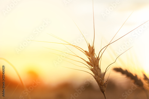 wheat field   wheat field on the background cornfield Ukraine