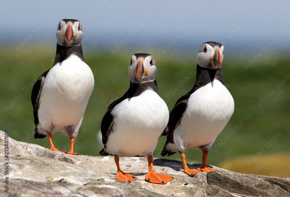 Obraz premium Three puffins standing on a rock