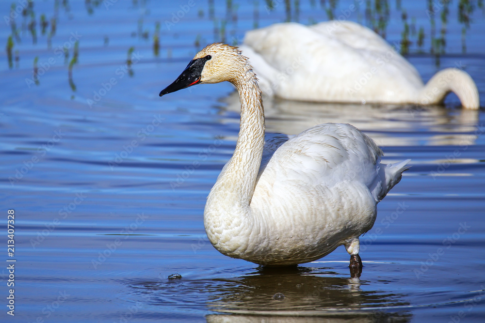 Fototapeta premium Trumpeter swans in Yellowstone National Park, Wyoming