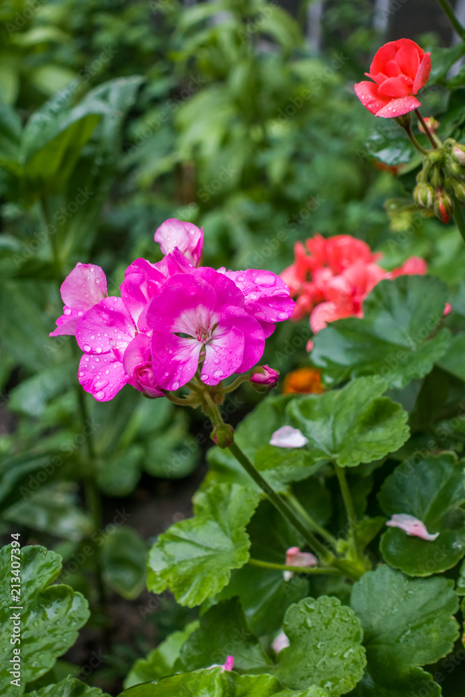 Pelargonium flower in the summer garden after rain. Raindrops on the petals of pelargonium. Pink flower of Pelargonium in the garden. Pelargonium flower in the summer garden after rain. Raindrops on the petals of pelargonium. Pink flower of Pelargonium in the garden.