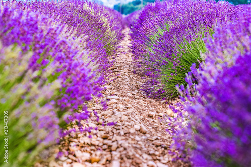 Fototapeta Naklejka Na Ścianę i Meble -  Provence, France. Close-up blooming lavender in Provence in France - strict rows of planted lavender herbs. Violet color in nature.