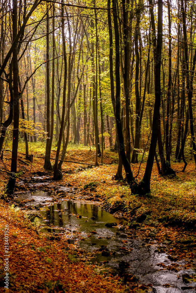 A Quiet Creek in Autumn Forest