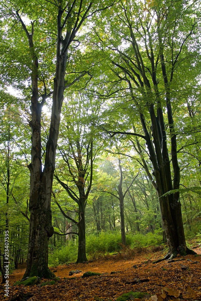Fototapeta premium Beech Forest After the Rain