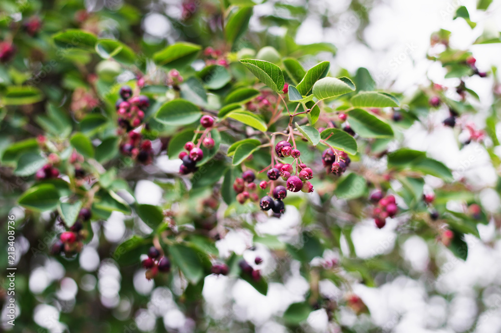Ashberry Ashberry