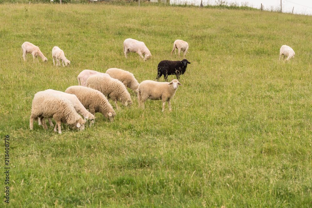 Schwarzes Schaf bei weisser Herde