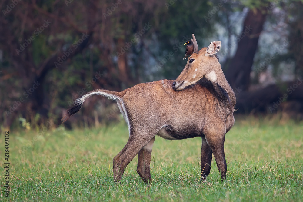 Fototapeta premium Male Nilgai (Boselaphus tragocamelus) with Brahmini myna sitting on him in Keoladeo National Park, Bharatpur, India