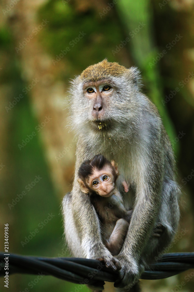 Female Crab-eating macaque with a baby sitting on a wire in Bukit Lawang, Sumatra, Indonesia