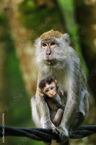 Female Crab-eating macaque with a baby sitting on a wire in Bukit Lawang, Sumatra, Indonesia © donyanedomam