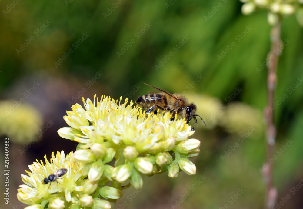 Fototapeta premium Biene auf einer Blüte