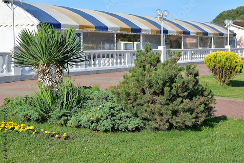 Palm tree on a bed in the Park photo