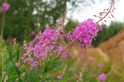 Medicinal plant Ivan-tea. Epilobium narrow-leaved. Koporsky tea. photo