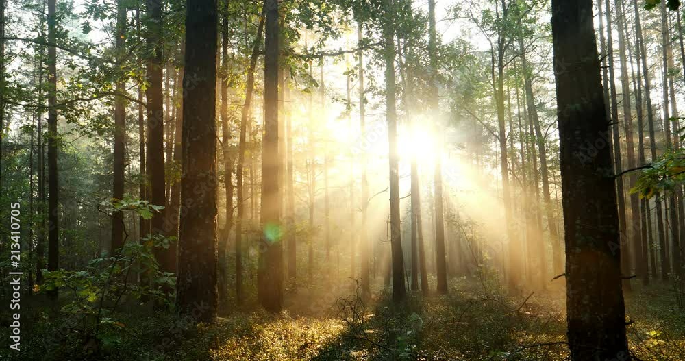 Sun rays and organic flares of a sun shining through the trees in a foggy natural forest - time lapse