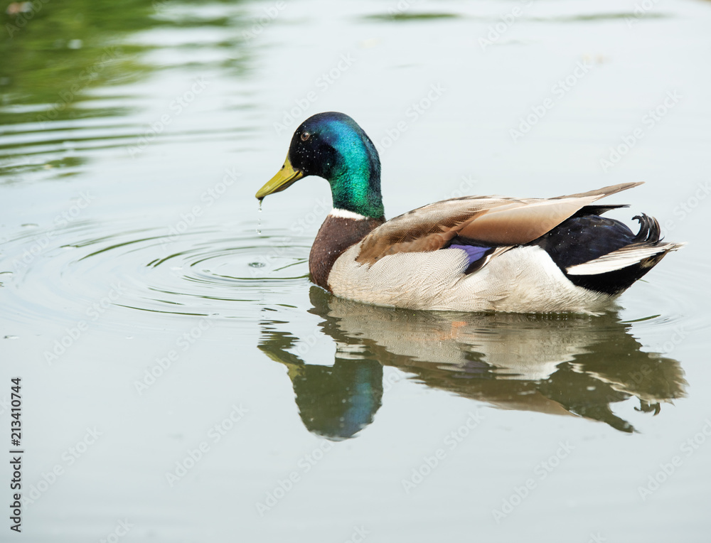 duck 3 duck 3
