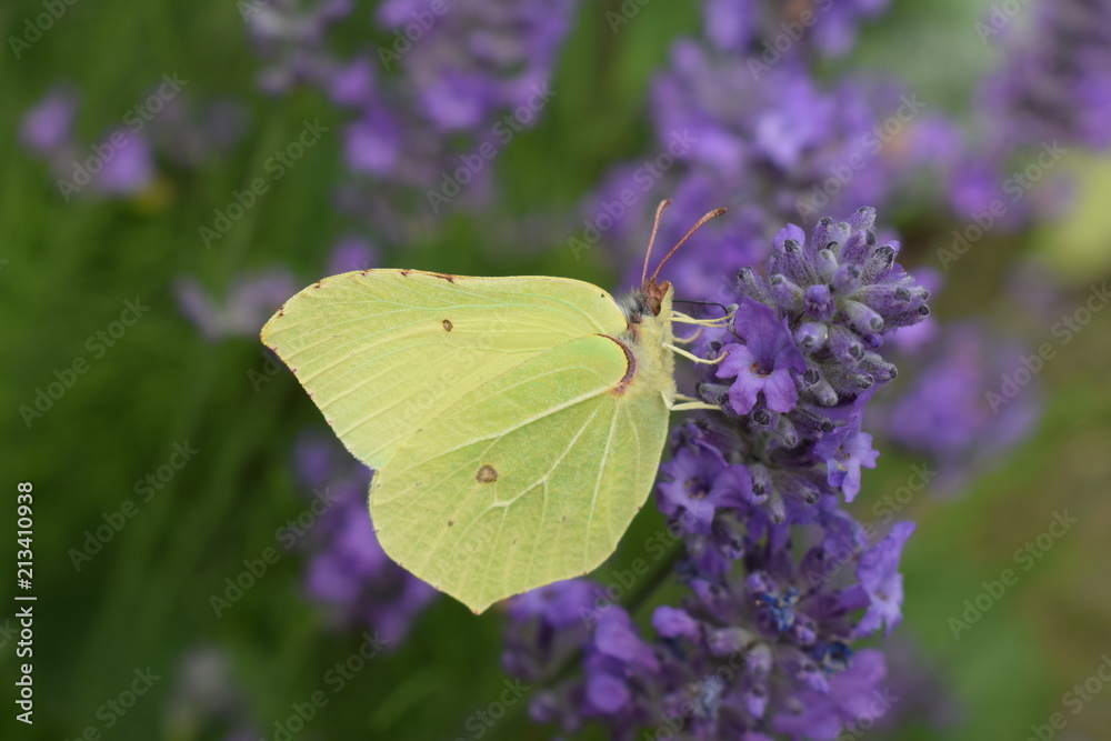 Naklejka premium Yellow butterfly enjoying flower nectar