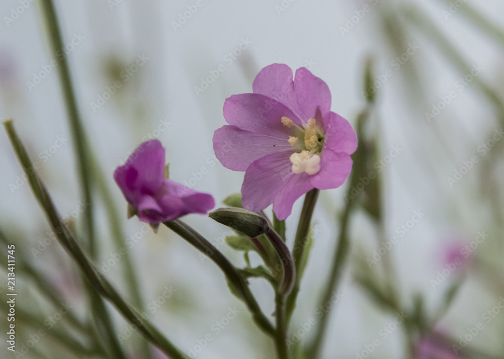 Obraz premium wild purple flower