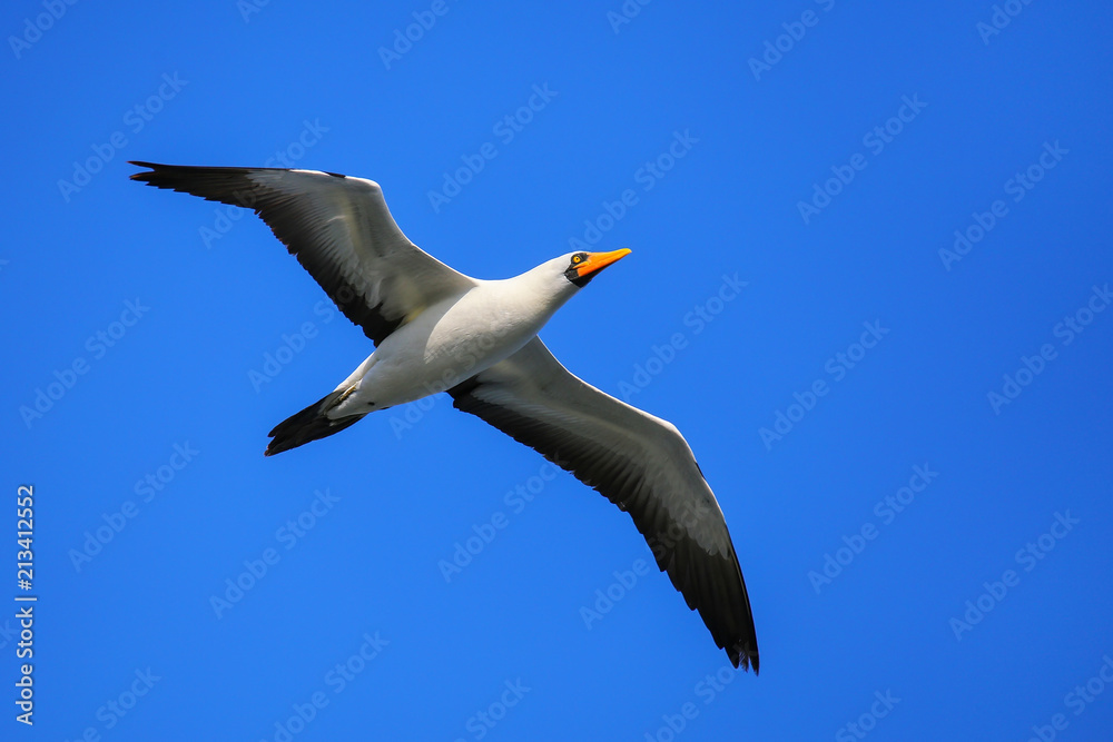 Nazca booby in flight on Espanola Island, Galapagos National park, Ecuador. Nazca booby in flight on Espanola Island, Galapagos National park, Ecuador.