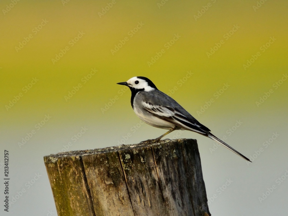The white wagtail (Motacilla alba) sitting on a stake The white wagtail (Motacilla alba) sitting on a stake