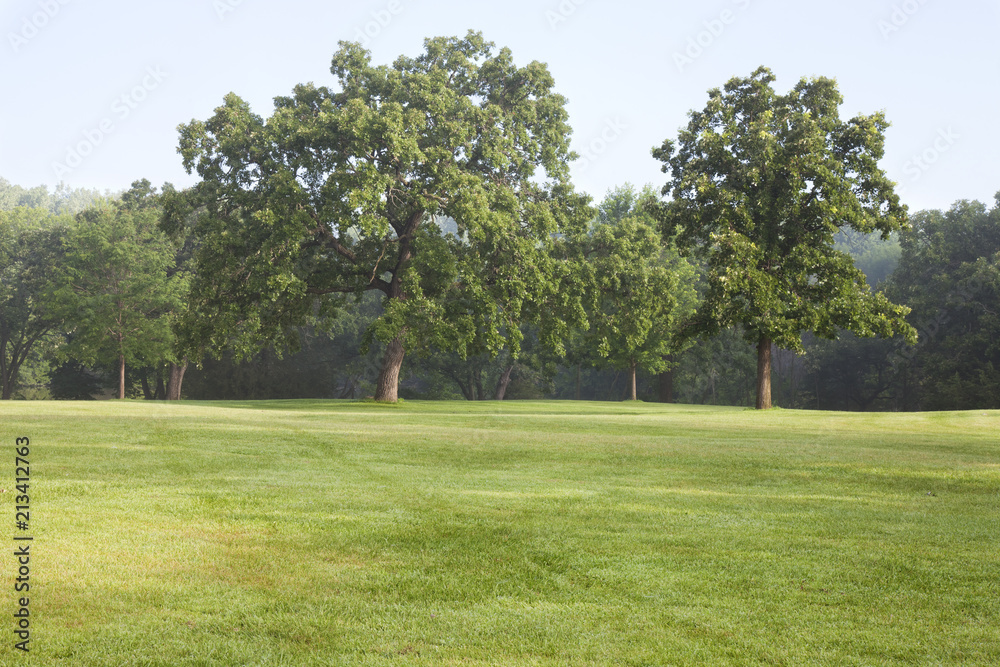 Mature oak trees and grass in a park on a misty summer morning