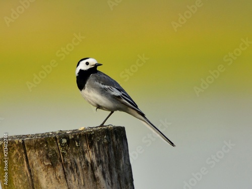 The white wagtail (Motacilla alba) sitting on a stake