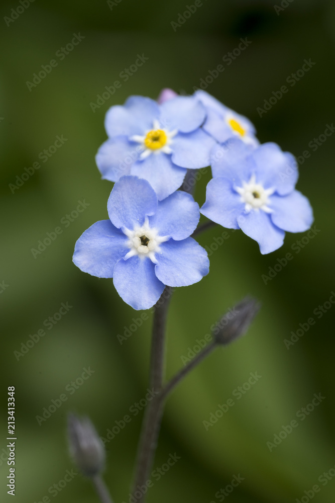 Nahaufnahme von Vergissmeinnicht (Myosotis) Nahaufnahme von Vergissmeinnicht (Myosotis)