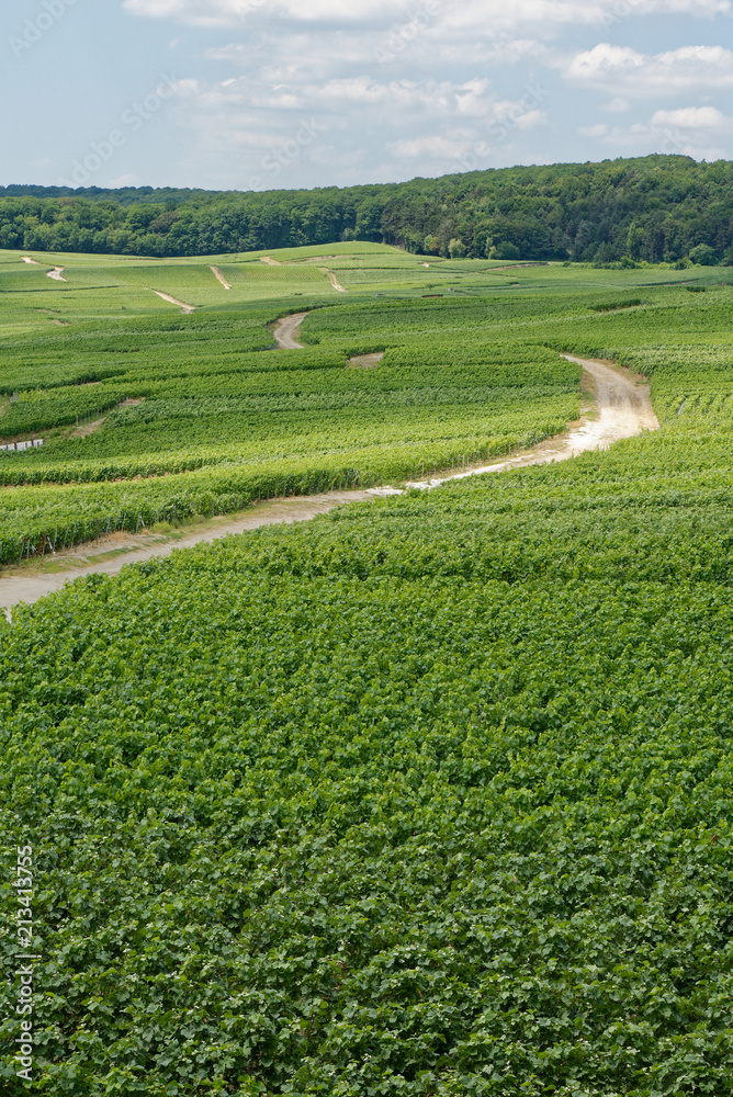 Vignoble de champagne en été dans la Marne avec chemin Vignoble de champagne en été dans la Marne avec chemin