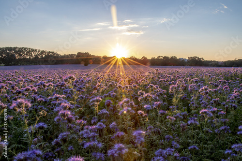 panorama sunset over a field of scorpionweed