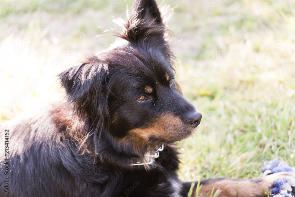 Border collie mix closeup while playing Border collie mix closeup while playing