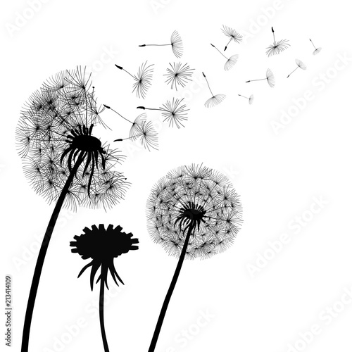 Abstract black Dandelions, dandelion with flying seeds – vector